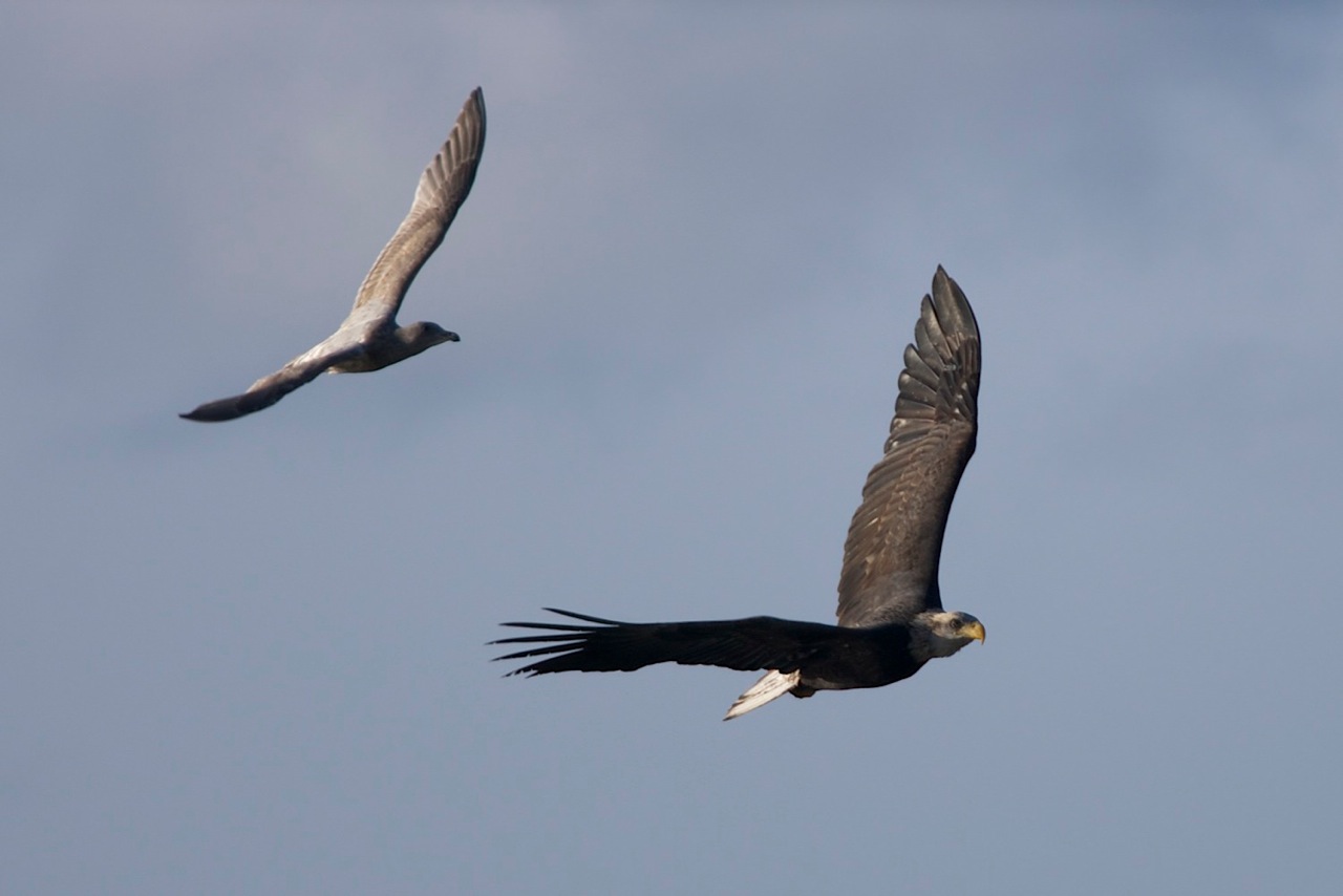 eagle chase gary jones