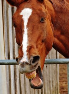 horse-1334003_1920