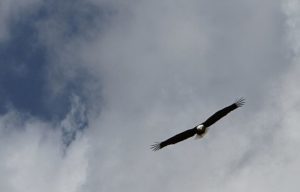 bald eagle