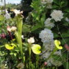 spring garden in the northwest