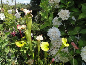spring garden in the northwest