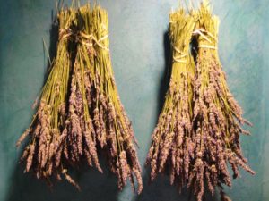 2018 lavender